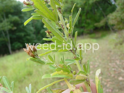 lespedeza, sericea